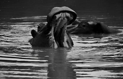 N Kaya Lodge Thornybush Game Reserve Mpumalanga South Africa Colorless, Black And White, Animal