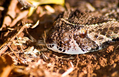 N Kaya Lodge Thornybush Game Reserve Mpumalanga South Africa Colorful, Reptile, Animal, Snake, Predator