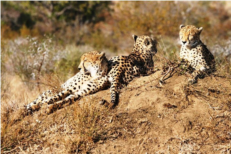 N Kaya Lodge Thornybush Game Reserve Mpumalanga South Africa Sepia Tones, Cheetah, Mammal, Animal, Big Cat, Predator
