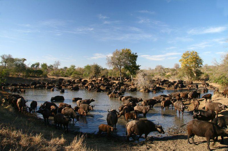 Nkelenga Tented Camp Thornybush Game Reserve Mpumalanga South Africa Water Buffalo, Mammal, Animal, Herbivore