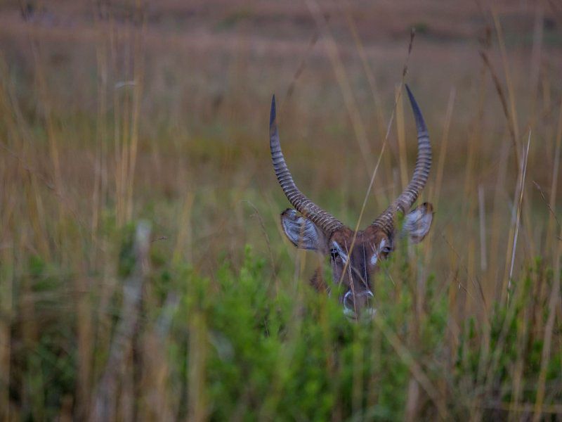 Nkomazi Game Reserve Badplaas Mpumalanga South Africa Animal