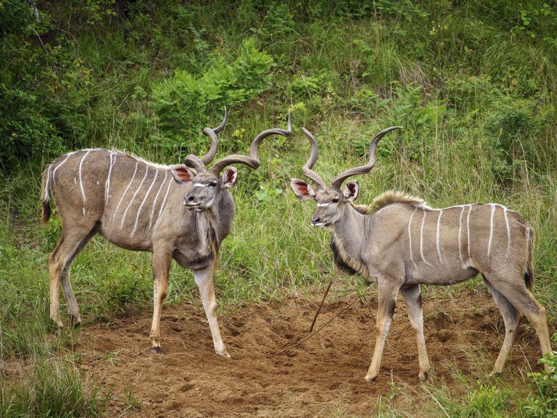 Nkomazi Game Reserve Badplaas Mpumalanga South Africa Animal