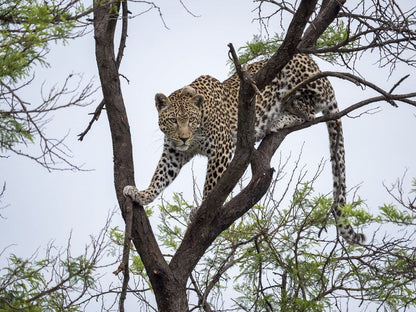 Nkomazi Game Reserve Badplaas Mpumalanga South Africa Leopard, Mammal, Animal, Big Cat, Predator
