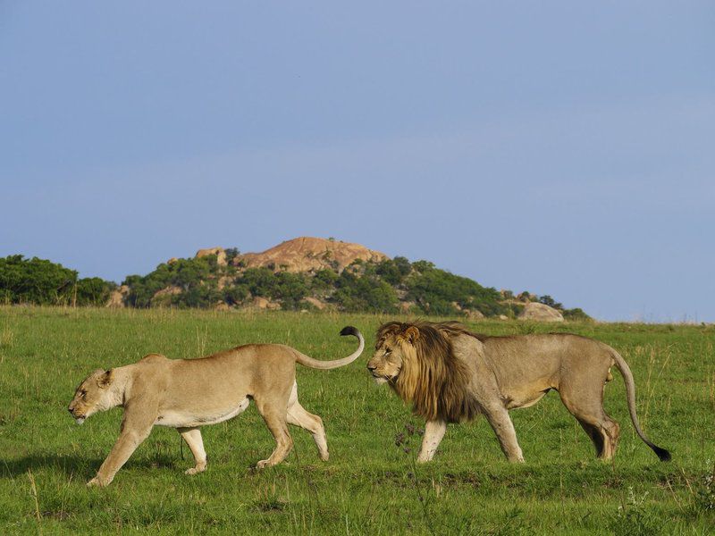 Nkomazi Game Reserve Badplaas Mpumalanga South Africa Complementary Colors, Lion, Mammal, Animal, Big Cat, Predator
