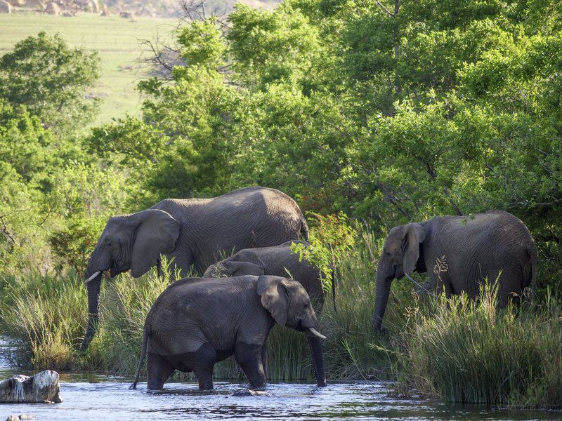 Nkomazi Game Reserve Badplaas Mpumalanga South Africa Elephant, Mammal, Animal, Herbivore