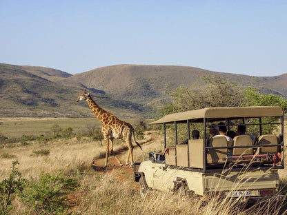 Nkomazi Game Reserve Badplaas Mpumalanga South Africa Complementary Colors, Animal