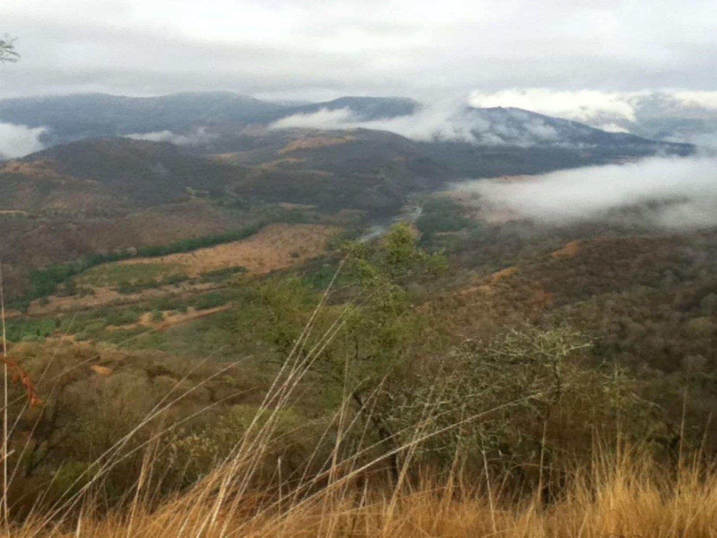 Nkonka Safaris, Forest, Nature, Plant, Tree, Wood, Mountain, Highland