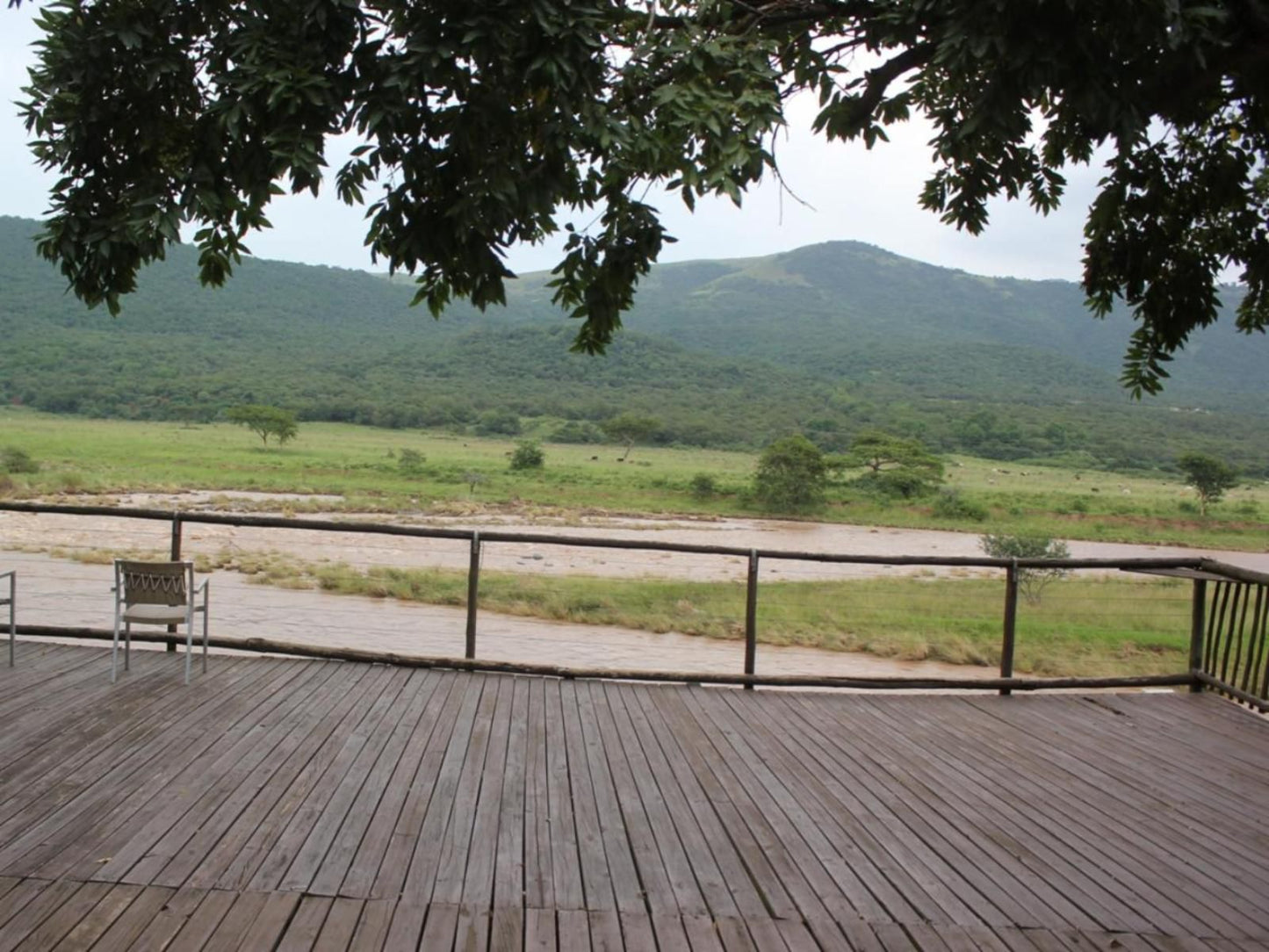 Nkonka Safaris, Lafafa Camp, Tree, Plant, Nature, Wood