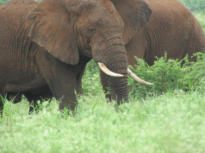 Nkonkoni Fishing Camp Pongola Kwazulu Natal South Africa Elephant, Mammal, Animal, Herbivore