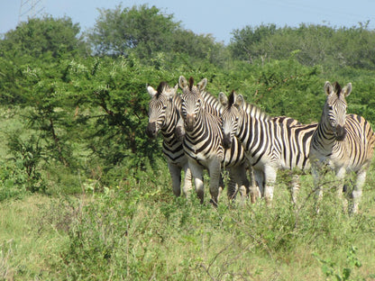 Nkonkoni Fishing Camp Pongola Kwazulu Natal South Africa Zebra, Mammal, Animal, Herbivore