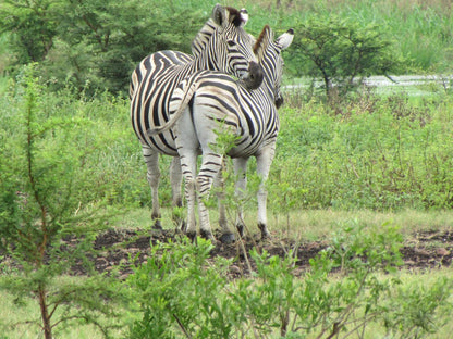 Nkonkoni Fishing Camp Pongola Kwazulu Natal South Africa Zebra, Mammal, Animal, Herbivore