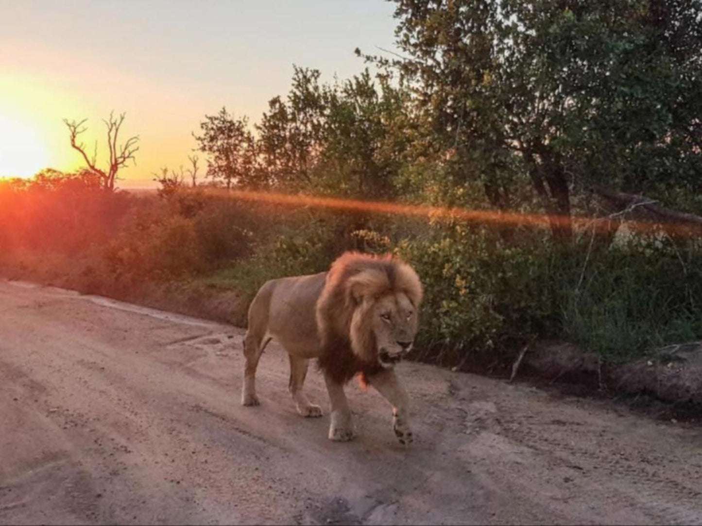Nkorho Bush Lodge Sabi Sand Reserve Mpumalanga South Africa Lion, Mammal, Animal, Big Cat, Predator