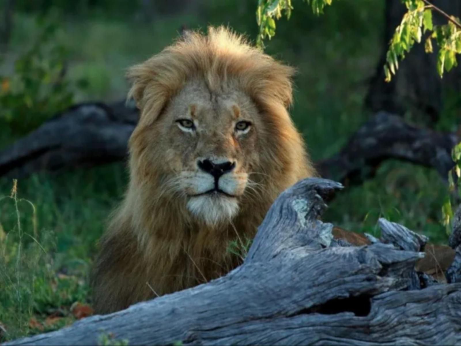 Nkorho Bush Lodge Sabi Sand Reserve Mpumalanga South Africa Lion, Mammal, Animal, Big Cat, Predator