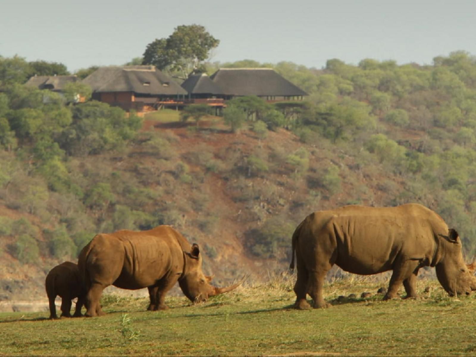 Nkwazi Lake Lodge Pongola Kwazulu Natal South Africa Animal