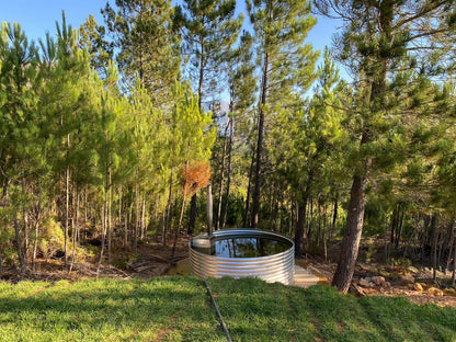 Noah Farm Campsite Wolseley Western Cape South Africa Forest, Nature, Plant, Tree, Wood, Car, Vehicle