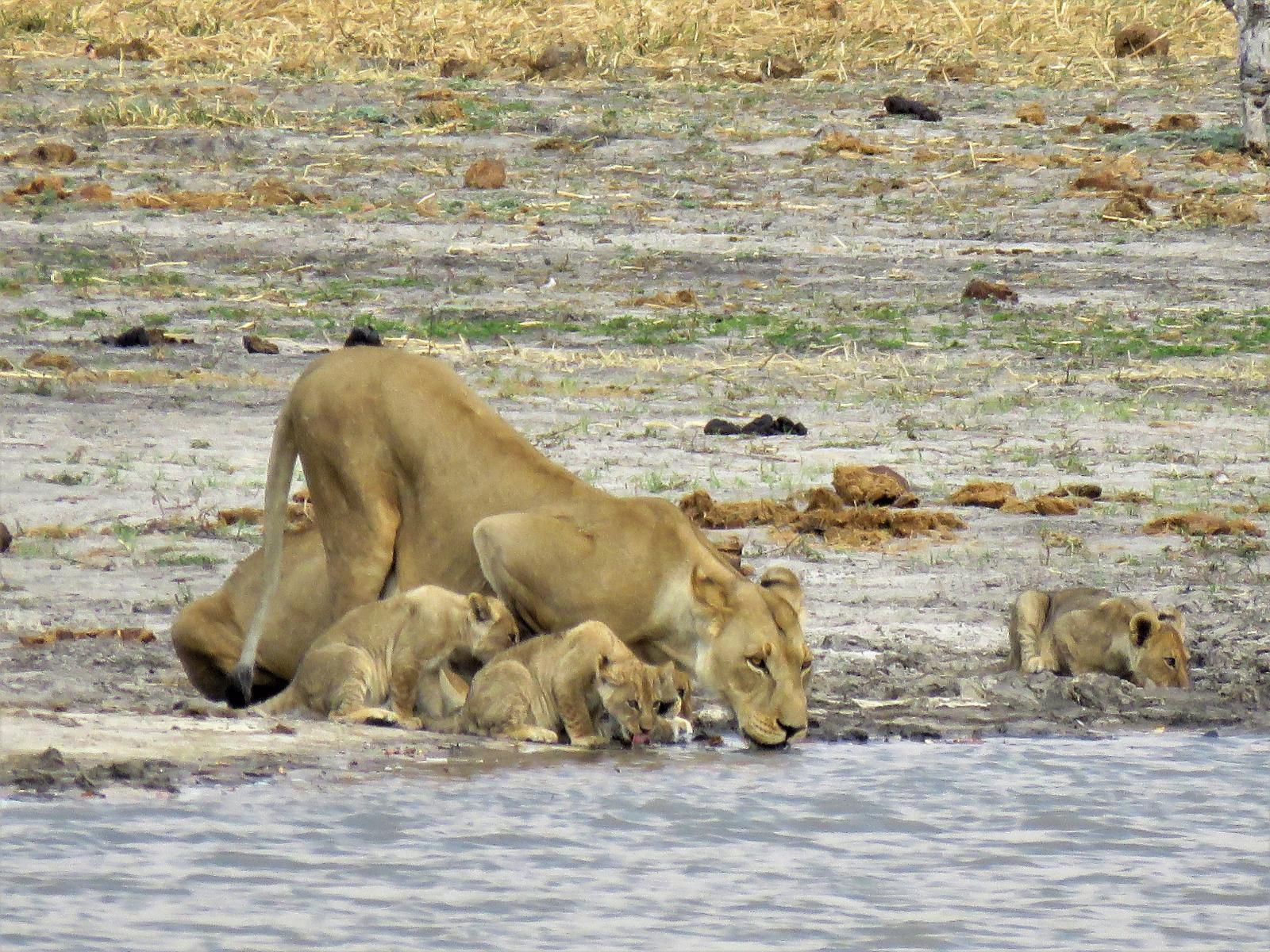 Nogatsaa Pans Chobe Lodge, Lion, Mammal, Animal, Big Cat, Predator