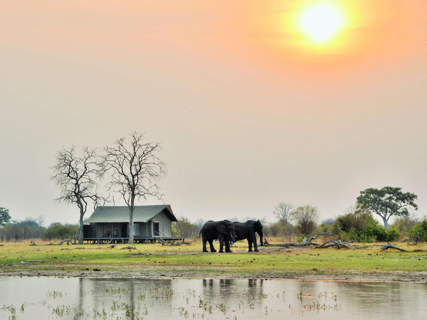 Nogatsaa Pans Chobe Lodge, King/Twin Tent 10, Elephant, Mammal, Animal, Herbivore