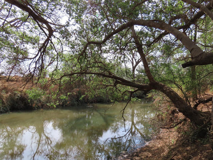 Uitvlugt Resort Rust De Winter Limpopo Province South Africa Forest, Nature, Plant, Tree, Wood, River, Waters