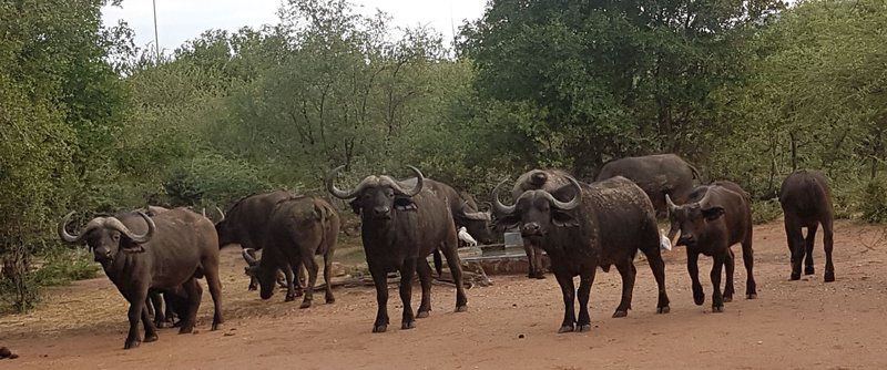 Noko Lodge Mabalingwe Mabalingwe Nature Reserve Bela Bela Warmbaths Limpopo Province South Africa Water Buffalo, Mammal, Animal, Herbivore