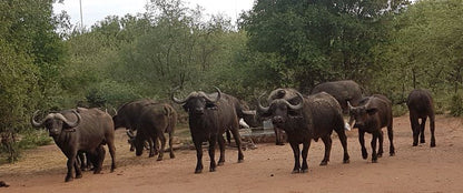 Noko Lodge Mabalingwe Mabalingwe Nature Reserve Bela Bela Warmbaths Limpopo Province South Africa Water Buffalo, Mammal, Animal, Herbivore