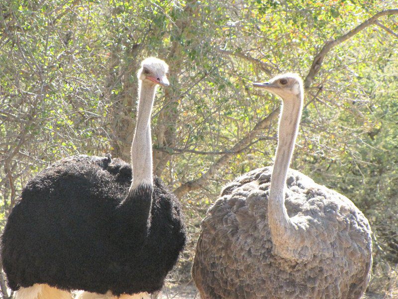 Noko Lodge Mabalingwe Mabalingwe Nature Reserve Bela Bela Warmbaths Limpopo Province South Africa Ostrich, Bird, Animal