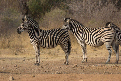 Noko Lodge Mabalingwe Mabalingwe Nature Reserve Bela Bela Warmbaths Limpopo Province South Africa Zebra, Mammal, Animal, Herbivore