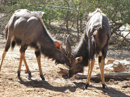 Noko Lodge Mabalingwe Mabalingwe Nature Reserve Bela Bela Warmbaths Limpopo Province South Africa Animal