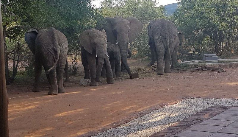 Noko Lodge Mabalingwe Mabalingwe Nature Reserve Bela Bela Warmbaths Limpopo Province South Africa Elephant, Mammal, Animal, Herbivore