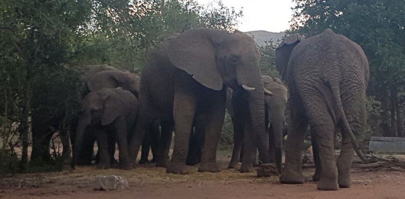 Noko Lodge Mabalingwe Mabalingwe Nature Reserve Bela Bela Warmbaths Limpopo Province South Africa Unsaturated, Elephant, Mammal, Animal, Herbivore