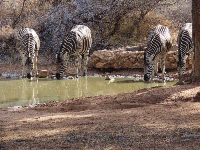 Noko Lodge Mabalingwe Mabalingwe Nature Reserve Bela Bela Warmbaths Limpopo Province South Africa Zebra, Mammal, Animal, Herbivore