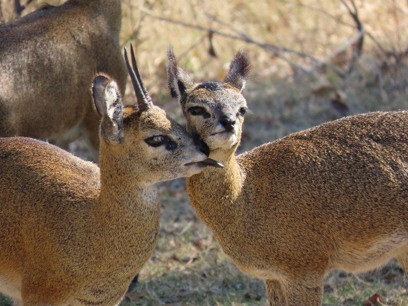 Noko Lodge Mabalingwe Mabalingwe Nature Reserve Bela Bela Warmbaths Limpopo Province South Africa Animal