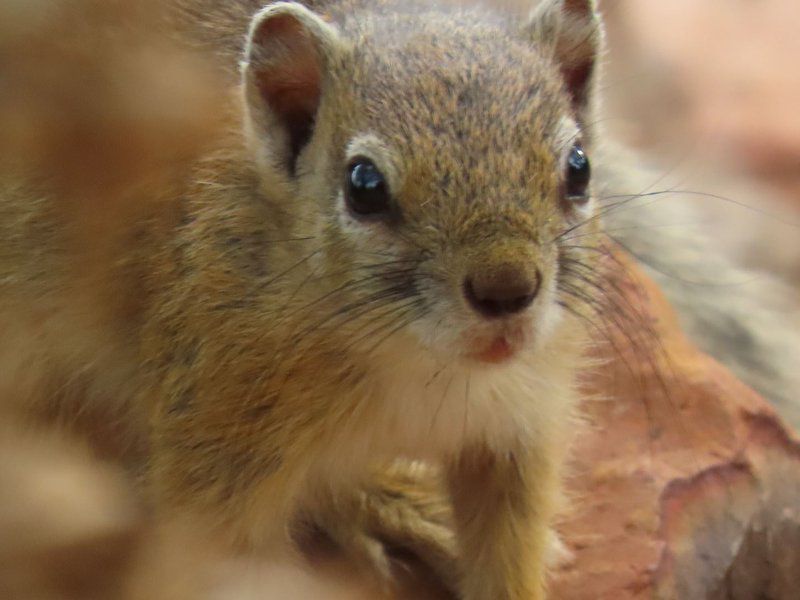 Noko Lodge Mabalingwe Mabalingwe Nature Reserve Bela Bela Warmbaths Limpopo Province South Africa Sepia Tones, Squirrel, Mammal, Animal, Herbivore, Rodent