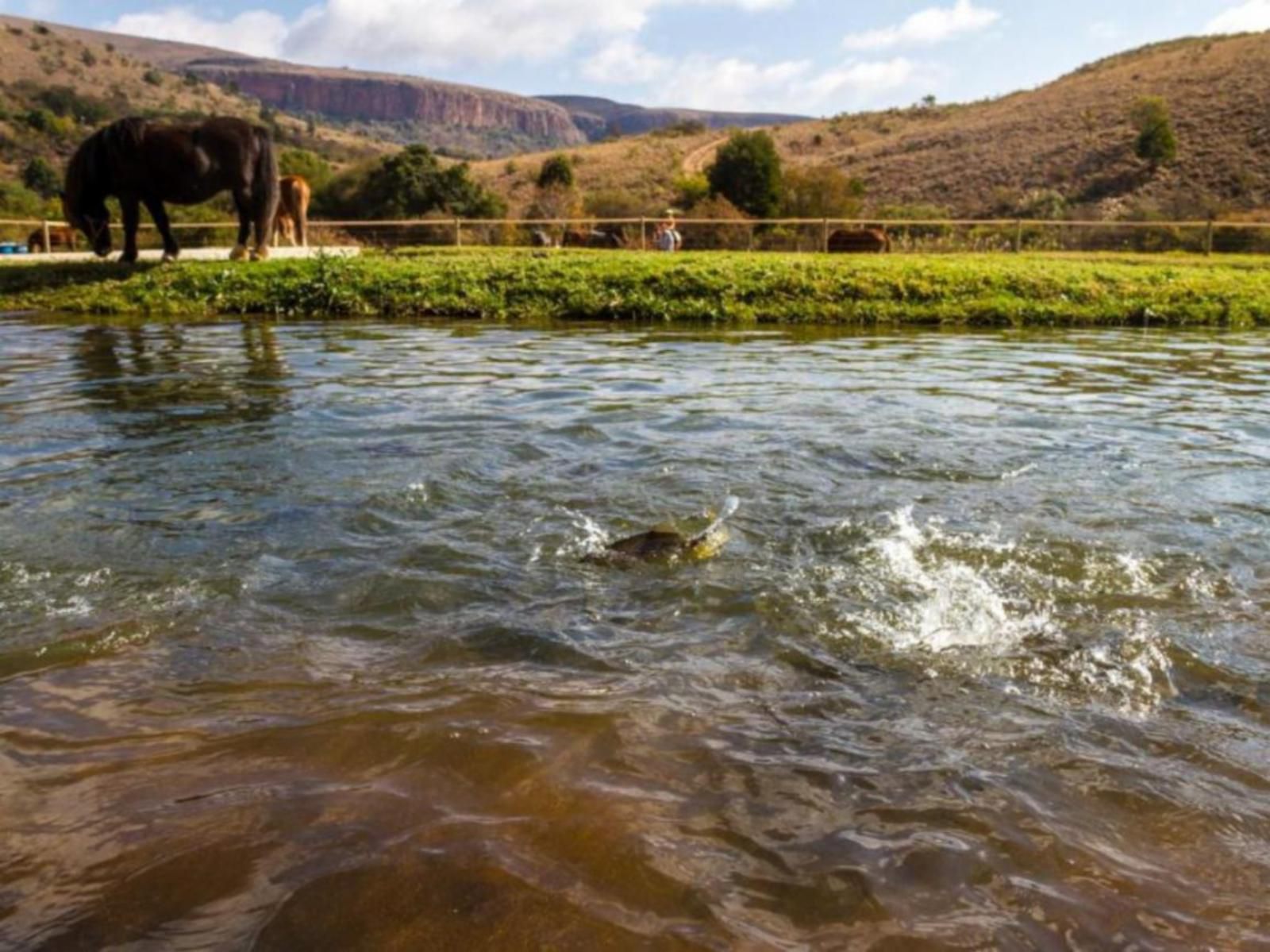 Nooitgedacht Trout Lodge Lydenburg Mpumalanga South Africa River, Nature, Waters, Animal