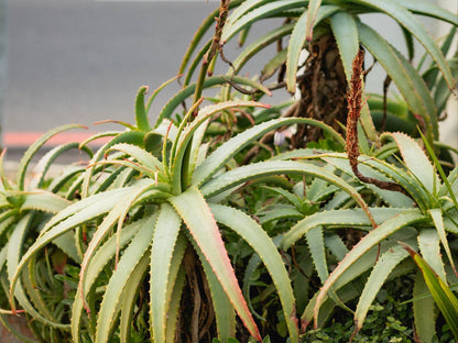 Normandie On Sea, Plant, Nature