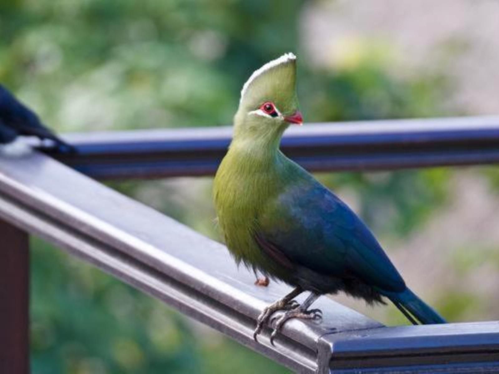 Normarie'S Guesthouse, Bird, Animal