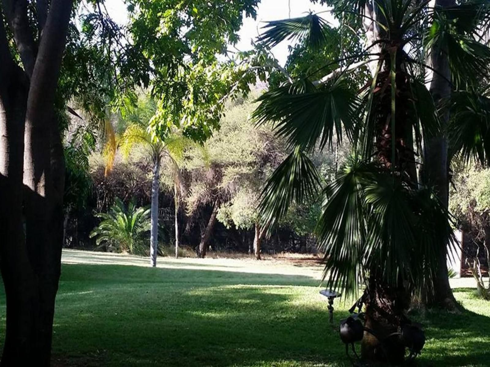 Northwich Game Ranch, Palm Tree, Plant, Nature, Wood, Garden