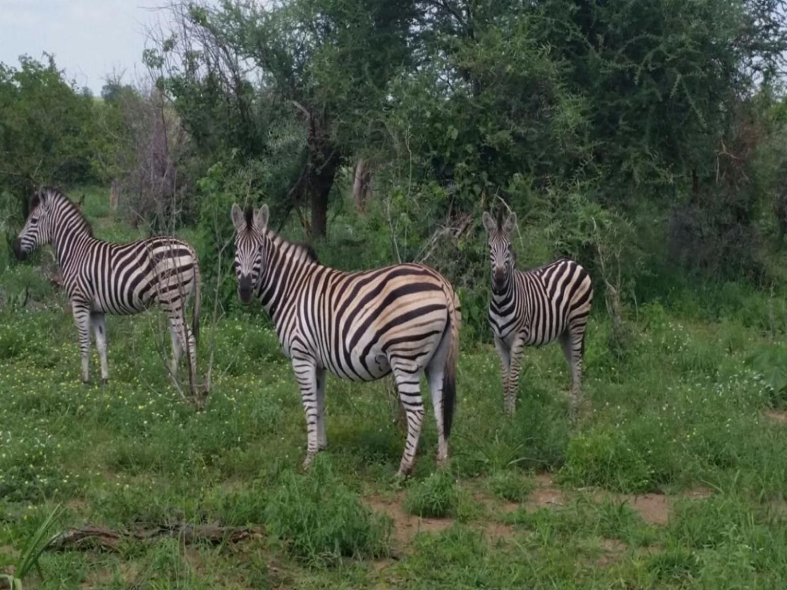 Northwich Game Ranch, Zebra, Mammal, Animal, Herbivore