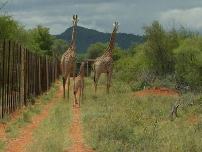 Northwich Game Ranch, Giraffe, Mammal, Animal, Herbivore