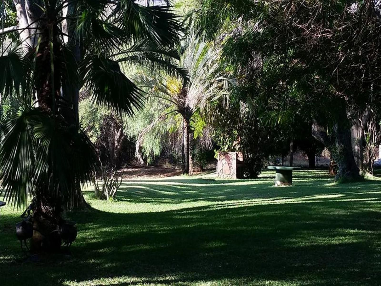 Northwich Game Ranch, Palm Tree, Plant, Nature, Wood