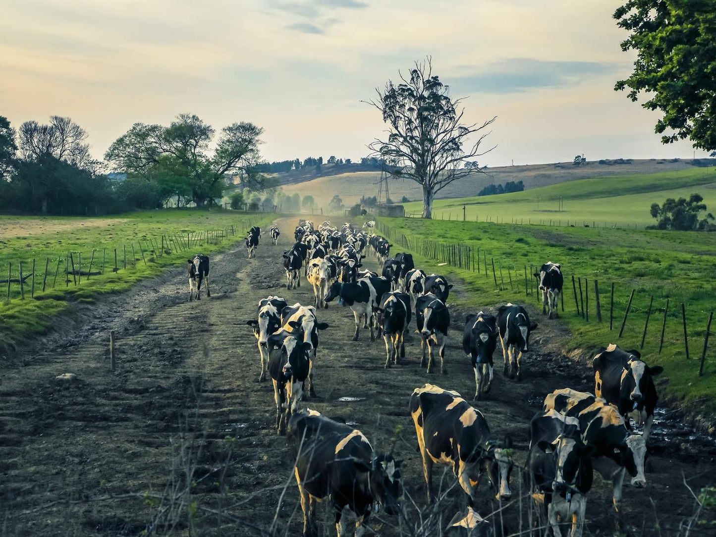 The Legendary Nottingham Road Hotel Nottingham Road Kwazulu Natal South Africa Cow, Mammal, Animal, Agriculture, Farm Animal, Herbivore, Field, Nature, Lowland