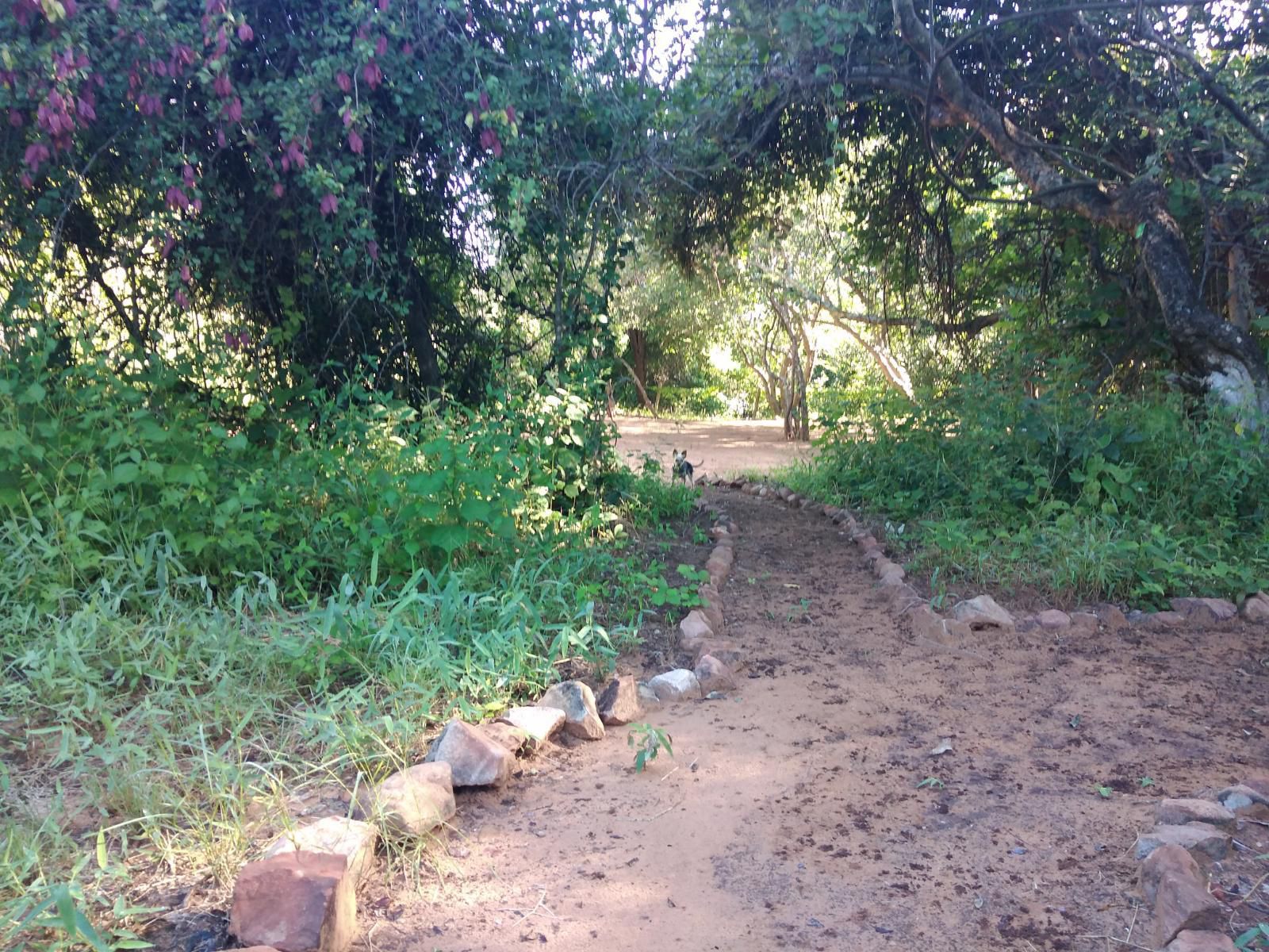 Nthakeni Bush And River Camp Makuya Nature Reserve Limpopo Province South Africa Forest, Nature, Plant, Tree, Wood