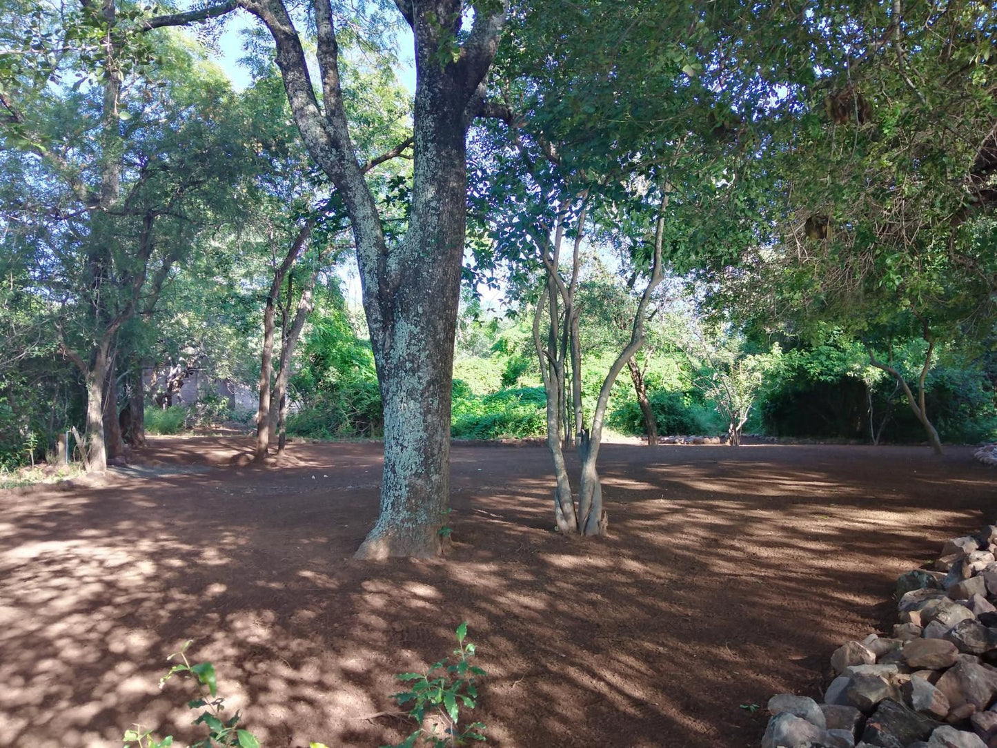 Nthakeni Bush And River Camp Makuya Nature Reserve Limpopo Province South Africa Forest, Nature, Plant, Tree, Wood, Garden