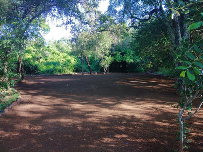 Nthakeni Bush And River Camp Makuya Nature Reserve Limpopo Province South Africa Forest, Nature, Plant, Tree, Wood