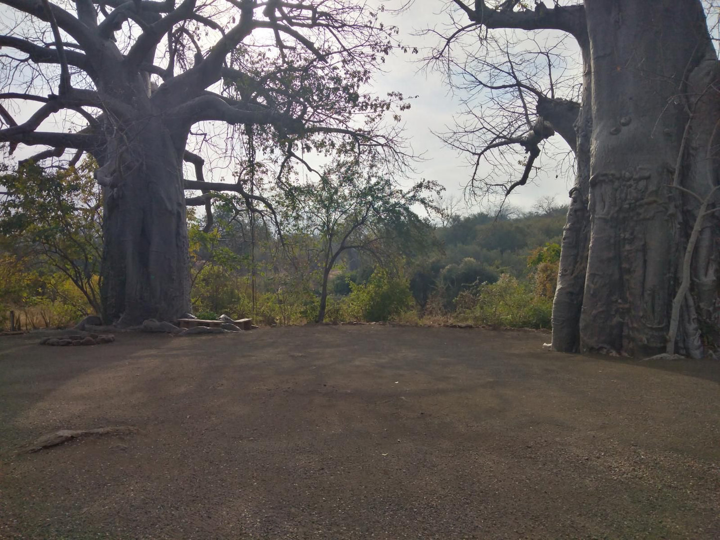 Nthakeni Bush And River Camp Makuya Nature Reserve Limpopo Province South Africa Unsaturated, Forest, Nature, Plant, Tree, Wood