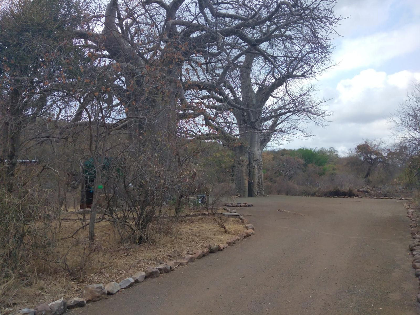 Nthakeni Bush And River Camp Makuya Nature Reserve Limpopo Province South Africa Tree, Plant, Nature, Wood