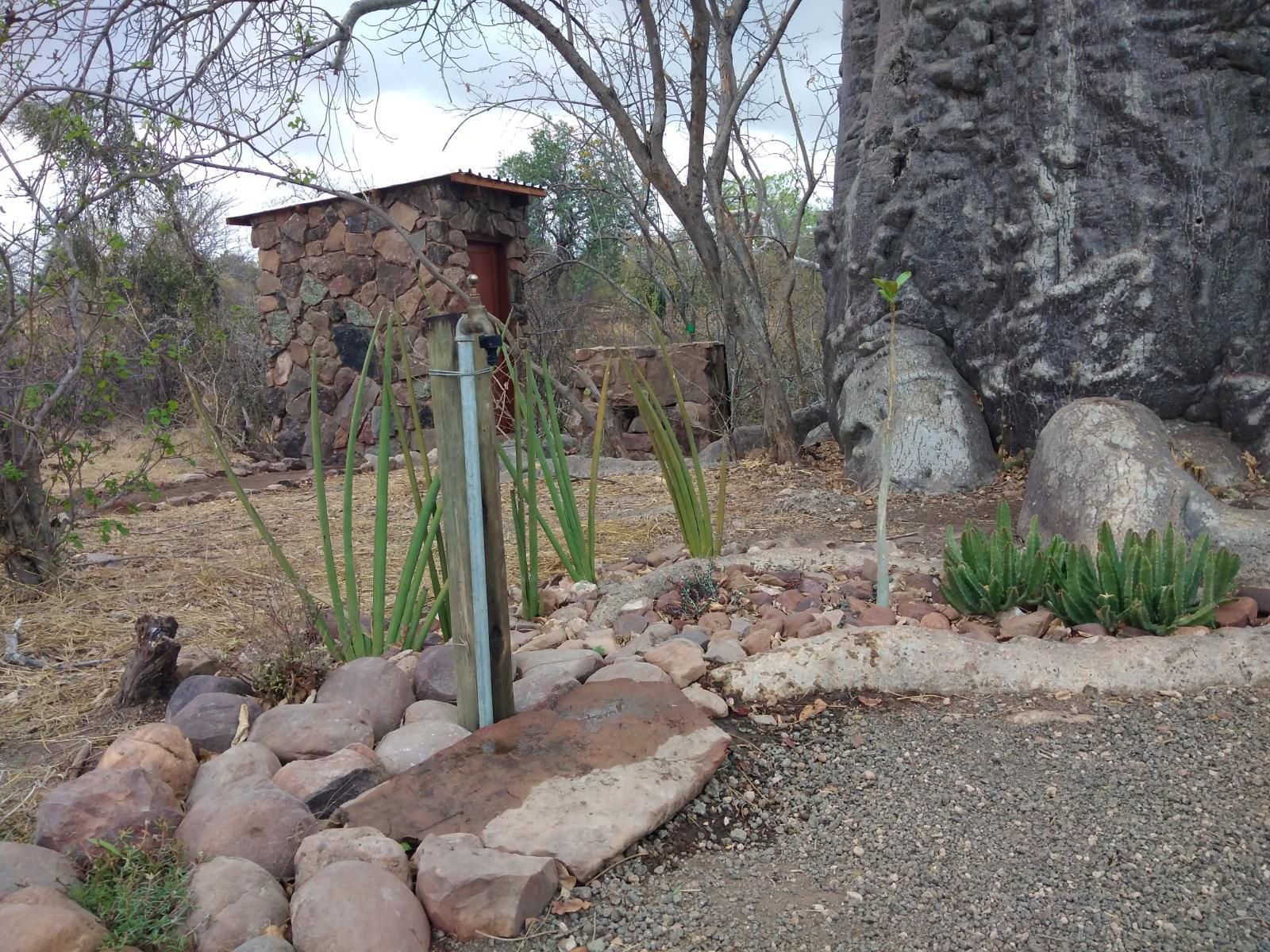 Nthakeni Bush And River Camp Makuya Nature Reserve Limpopo Province South Africa Unsaturated, Cactus, Plant, Nature, Ruin, Architecture