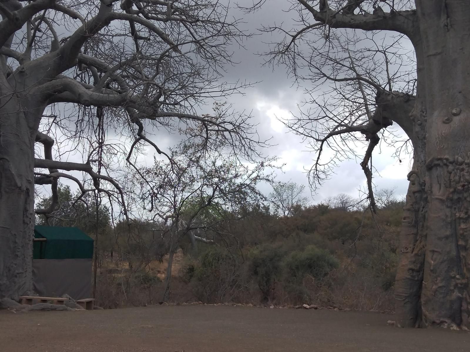 Nthakeni Bush And River Camp Makuya Nature Reserve Limpopo Province South Africa Unsaturated, Nature