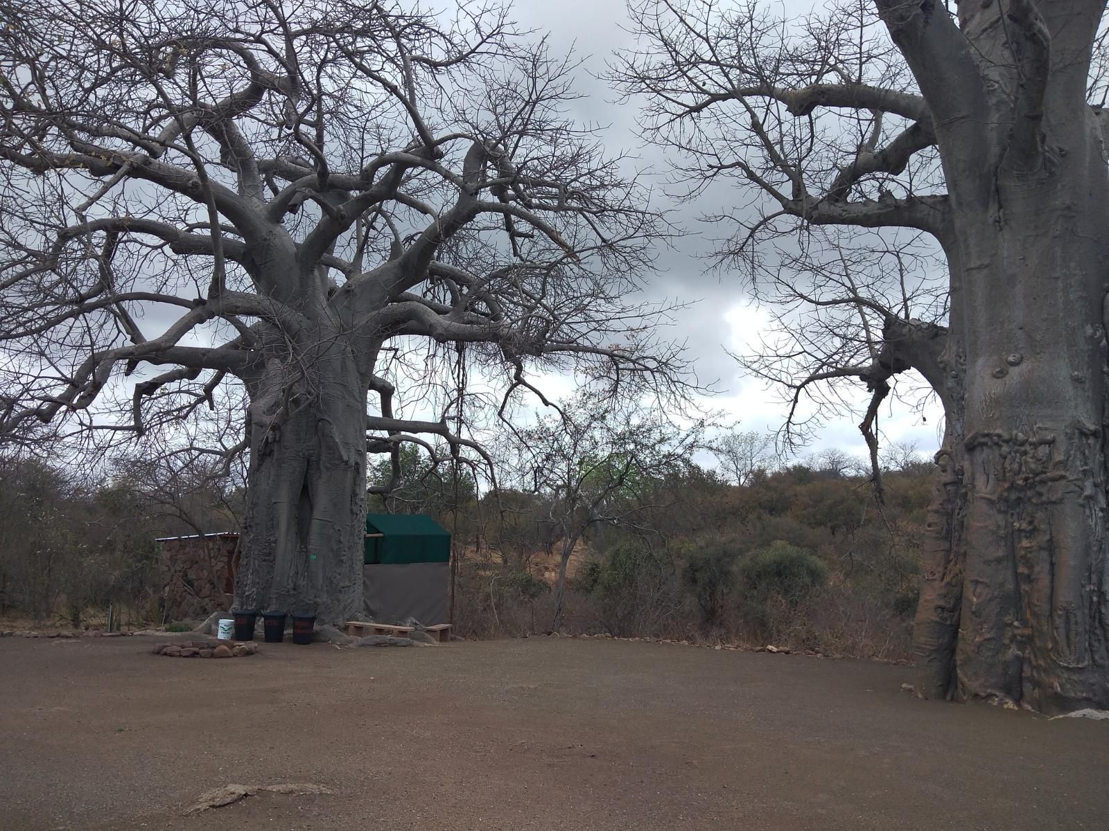 Nthakeni Bush And River Camp Makuya Nature Reserve Limpopo Province South Africa Unsaturated, Tree, Plant, Nature, Wood