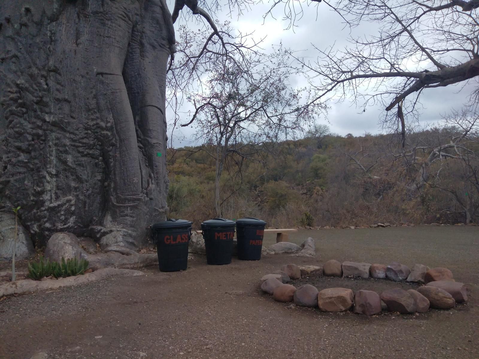 Nthakeni Bush And River Camp Makuya Nature Reserve Limpopo Province South Africa Elephant, Mammal, Animal, Herbivore, Tree, Plant, Nature, Wood, Cemetery, Religion, Grave