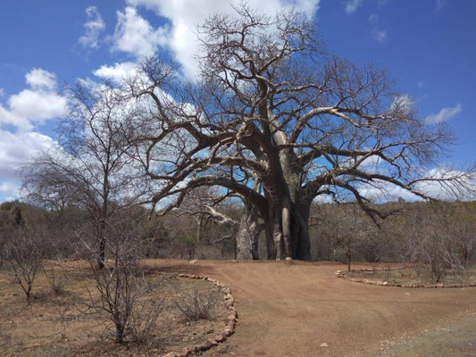 Baobab Camp Stand 8 Persons @ Nthakeni Bush & River Camp